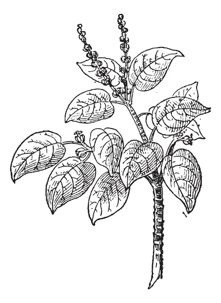 Manchineel ou Hippomane mancinella, gravure vintage — Image vectorielle