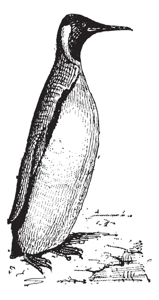 企鹅或 spheniscidae，复古雕刻 — 图库矢量图片
