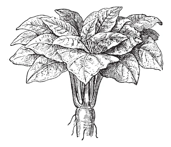 Mandrake o Mandragora sp., grabado vintage — Archivo Imágenes Vectoriales