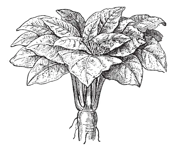 Mandragore ou Mandragora sp., gravure vintage — Image vectorielle