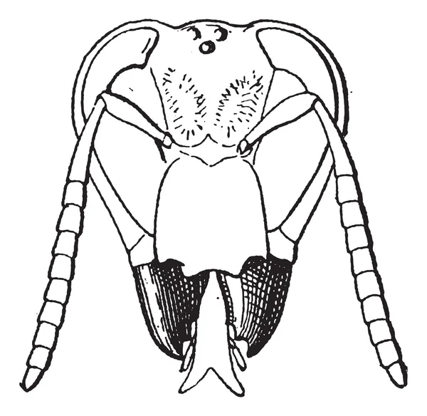 Insektenkiefer, Vintage-Gravur — Stockvektor