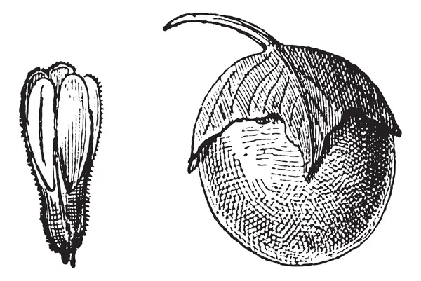 Mandrake eller mandragora sp., vintage gravyr — Stock vektor