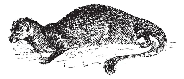 Mongoose ou Herpestidae, gravure vintage — Image vectorielle