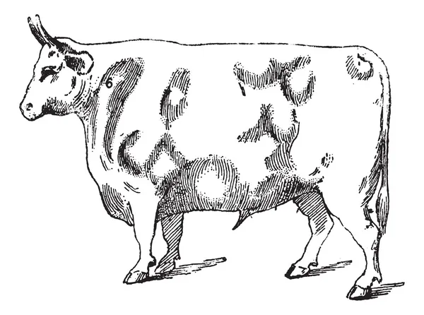 Вирізання яловичини, вінтажне гравіювання — стоковий вектор