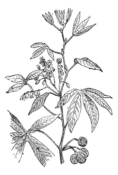 Cassava ou Manihot esculenta, gravura vintage — Vetor de Stock