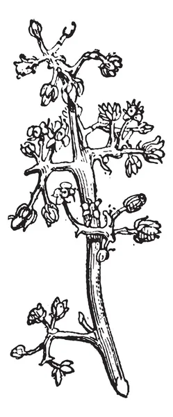 Mango veya mangifera sp., antika gravür — Stok Vektör