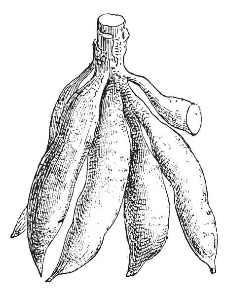 Cassava ou Manihot esculenta, gravura vintage — Vetor de Stock