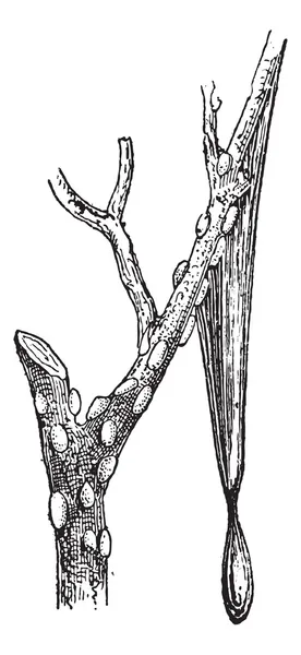 Tamarisco o Tamarix gallica, grabado vintage — Vector de stock