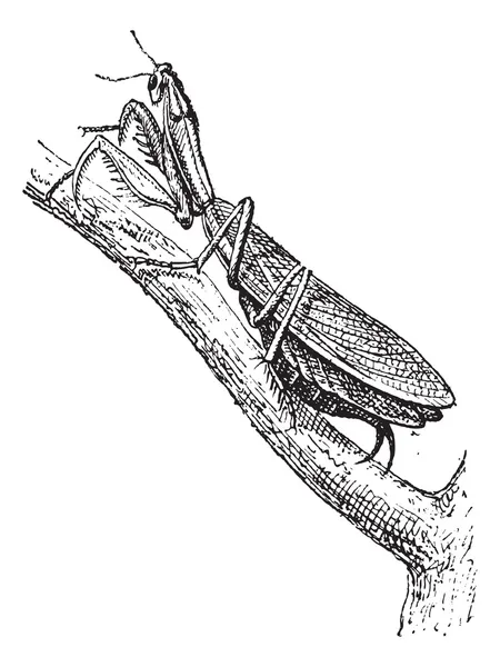 Praying mantis eller mantis religiosa, vintage gravyr — Stock vektor