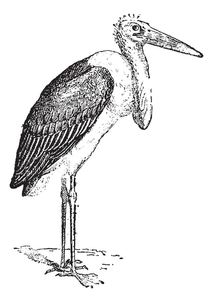 Cigogne Marabou ou Leptoptilos crumeniferus, gravure vintage — Image vectorielle