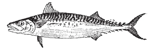 大西洋鲭鱼或鲐鱼 scombrus，复古雕刻 — 图库矢量图片
