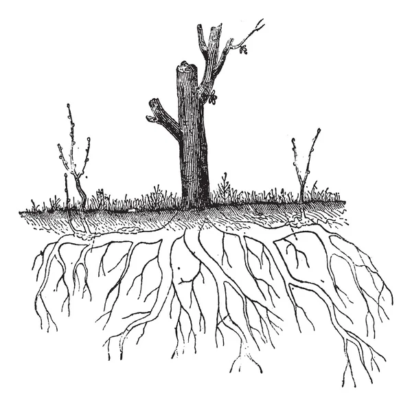 Stratificazione naturale del suolo, incisione vintage — Vettoriale Stock