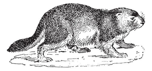 Marmot or Marmota sp., vintage engraving — Stock Vector