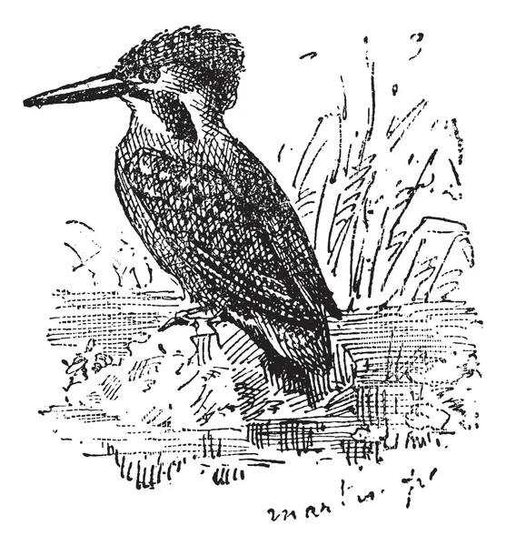 Comune Kingfisher o Alcedo atthis, incisione vintage — Vettoriale Stock