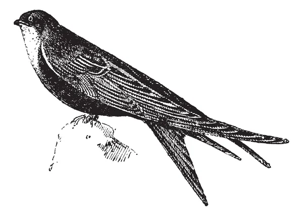 Swifts 또는 Apodidae, 빈티지 조각 — 스톡 벡터