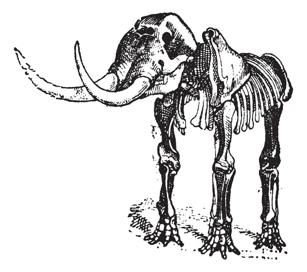 Mastodonte o Mammut sp., incisione vintage — Vettoriale Stock