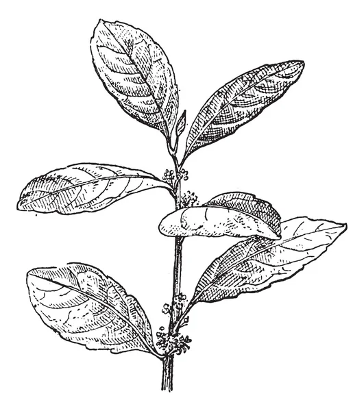 Yerba Mate или Ilex paraguariensis, винтажная гравировка — стоковый вектор