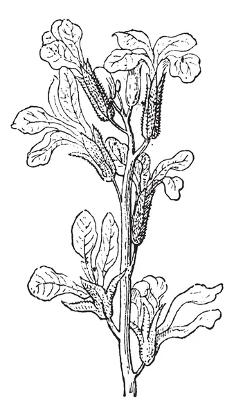 Voorraad of matthiola sp., vintage gravure — Stockvector
