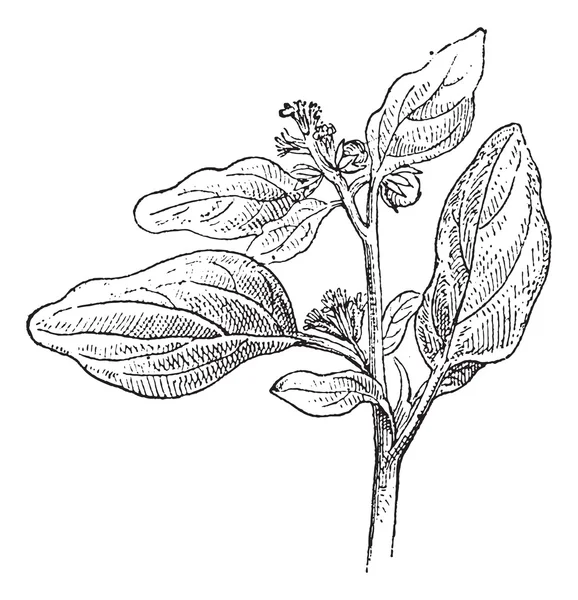 Maurelle eller chrozophora tinctoria, vintage gravyr — Stock vektor