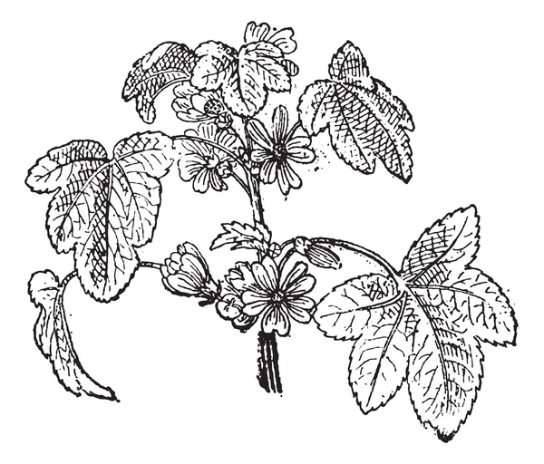 一般的なアオイ科の植物またはウスベニアオイ、ヴィンテージの彫刻 — ストックベクタ