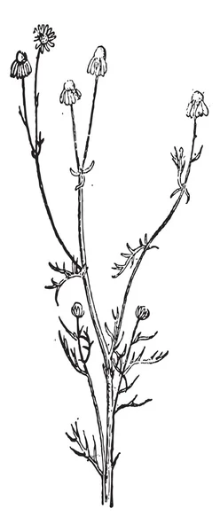 Scentless Chamomile or Anthemis arvensis, vintage engraving — Stock Vector