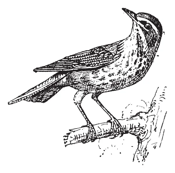 Redwing ou Turdus iliacus, gravure vintage — Image vectorielle