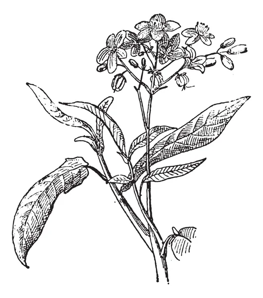PHYSIC moer of jatropha sp., vintage gravure — Stockvector