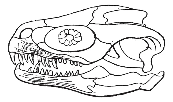 Megalosaurus veya megalosaurus bucklandii, antika gravür — Stok Vektör
