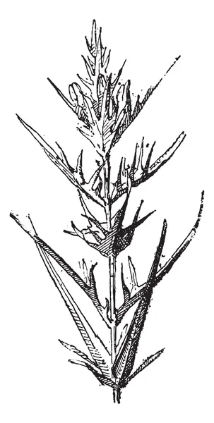 Csormolya vagy Melampyrum sp., vintage gravírozás — Stock Vector