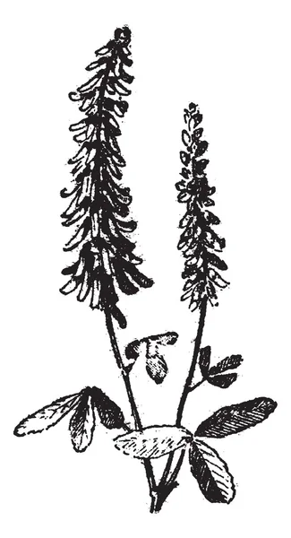 Melilot or Melilotus sp., vintage engraving — Stock Vector