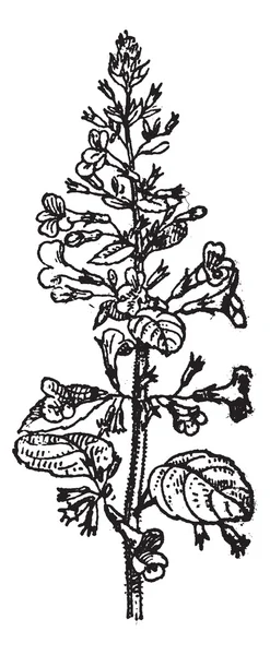 Oğul otu veya melissa officinalis, antika gravür — Stok Vektör