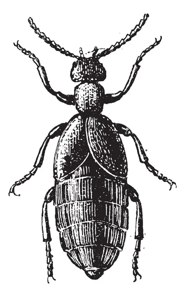 Plaquette thermoformée Beetle ou Meloe sp., gravure vintage — Image vectorielle