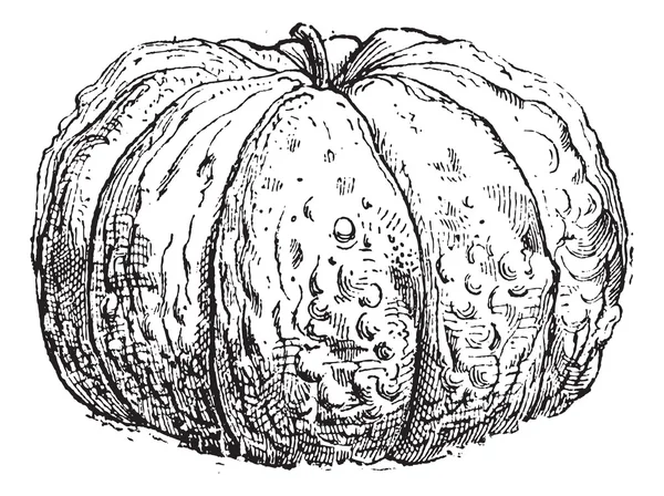 Cantaloupemelon eller cucumis melo var. cantalupensis, vintage gravyr — Stock vektor