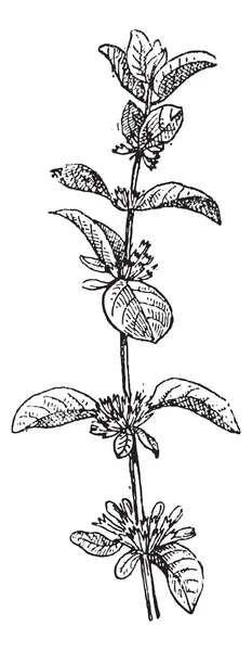 Европейский pennyroyal или Mentha pulegium, винтажный enving — стоковый вектор