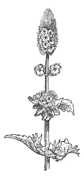 Menta verde o Mentha spicata, grabado vintage — Archivo Imágenes Vectoriales