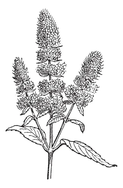 Menthe poivrée ou Mentha piperita, gravure vintage — Image vectorielle