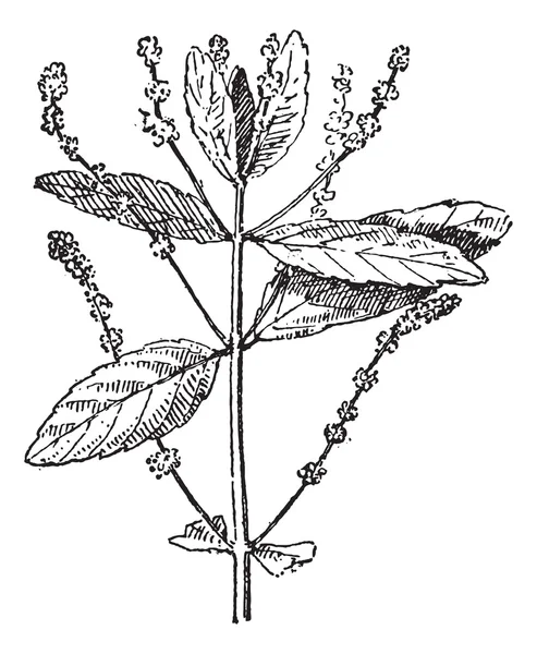 Merkür bitki veya mercurialis sp., antika gravür — Stok Vektör