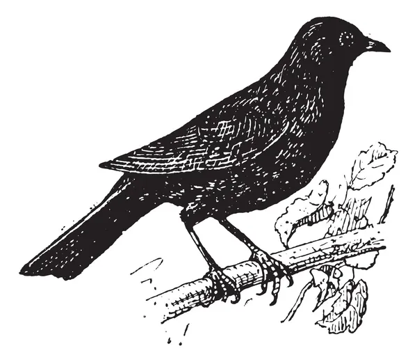 Common Blackbird or Turdus merula, vintage engraving — Stock Vector