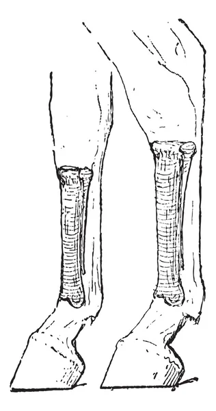 Häst mellanhand och mellanfoten ben, vintage gravyr — Stock vektor
