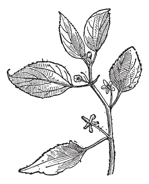 Hackberry veya prunus padus, antika gravür — Stok Vektör