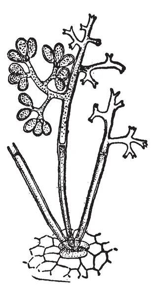 가루 곰 팡이 또는 Blumeria graminis, 빈티지 조각 — 스톡 벡터