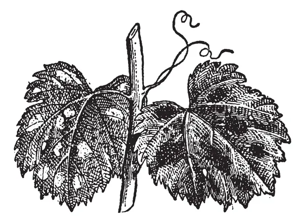 Mączniak prawdziwy lub gatunek blumeria, vintage Grawerowanie — Wektor stockowy