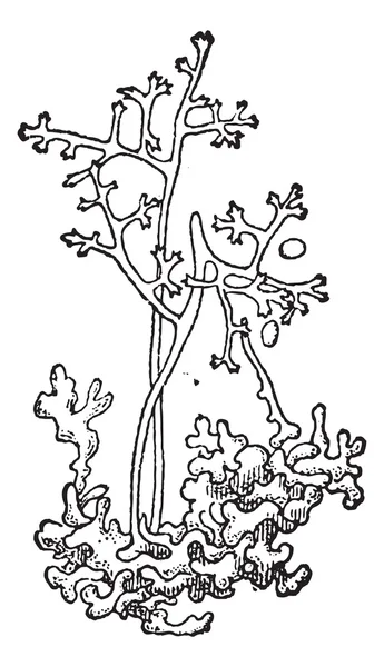 가루 곰 팡이 또는 Blumeria graminis, 빈티지 조각 — 스톡 벡터