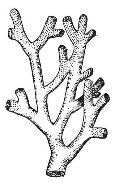 Ateş coral veya millepora sp., antika gravür — Stok Vektör