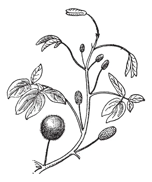 Mimoza veya Mimoza sp., antika gravür — Stok Vektör