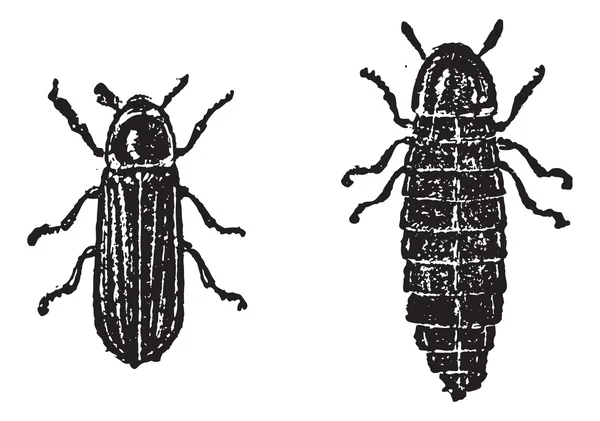 Firefly ou Lampyridae, gravure vintage — Image vectorielle
