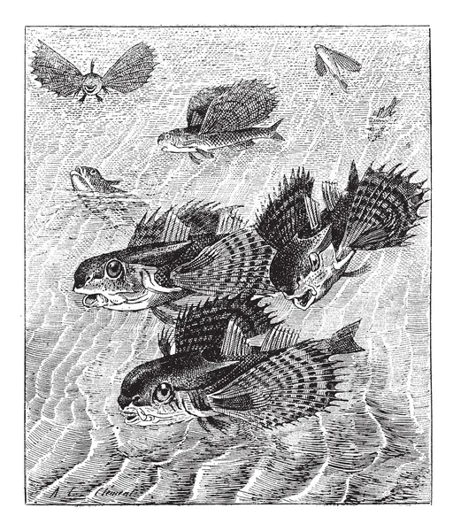 Flying gurnard or Dactylopterus volitans, vintage engraving. — Stock Vector
