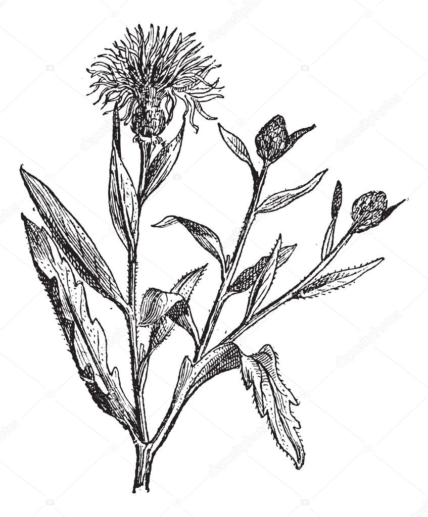 Knapweed or Centaurea, vintage engraving.