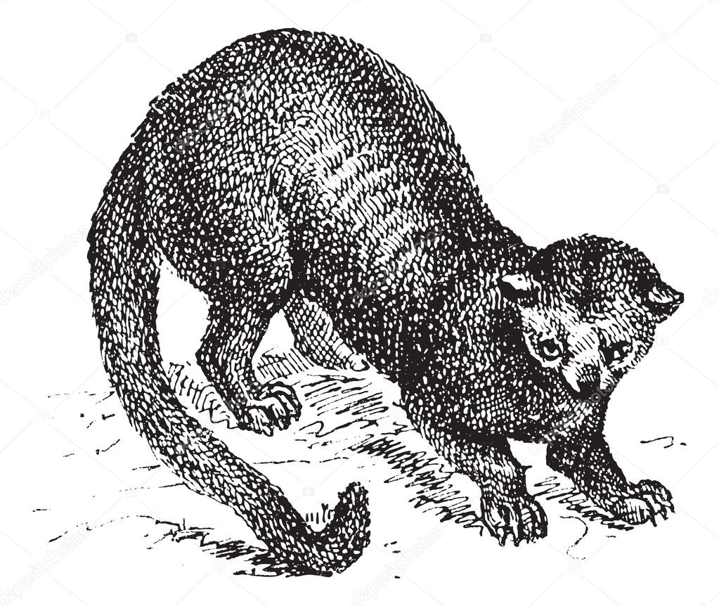 Kinkajou (Potos flavus) or honey bear, vintage engraving.