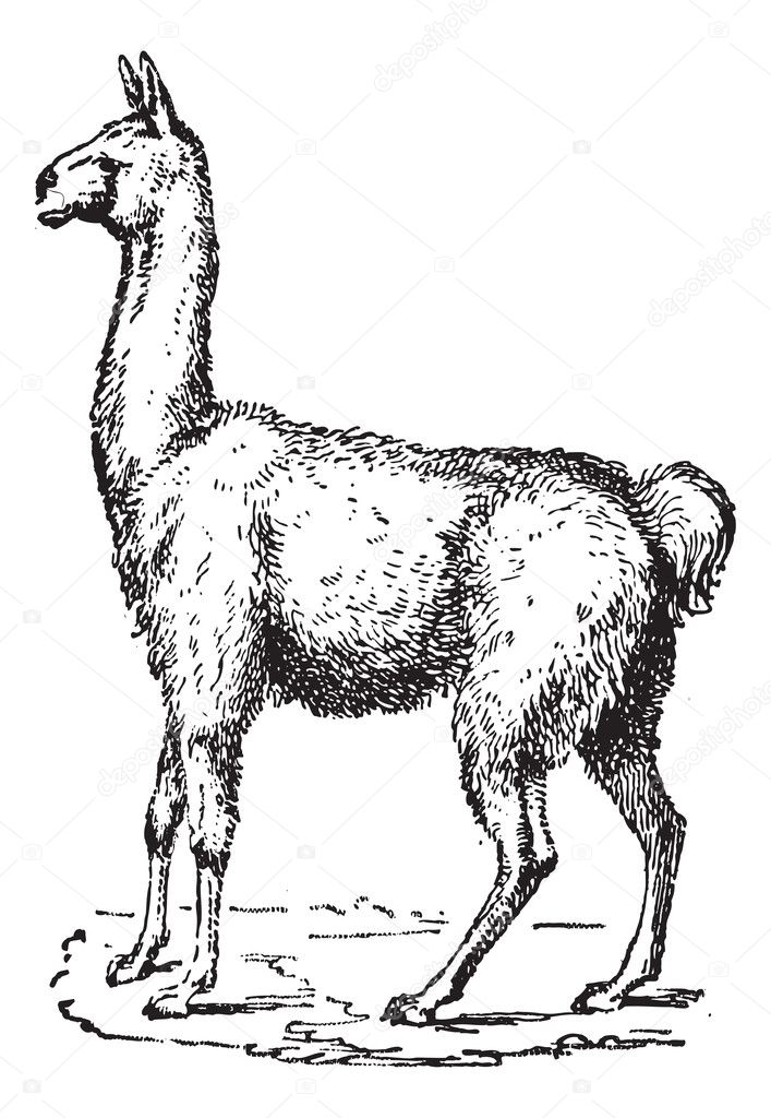 Lama, vintage engraving.